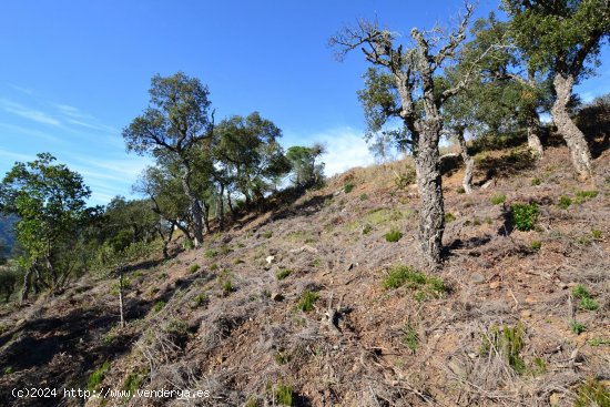 Suelo urbano en venta  en Calonge - Girona