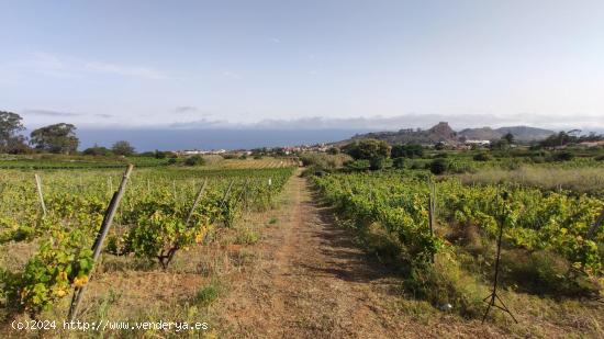 PARCELA AGRICOLA EN TACORONTE - SANTA CRUZ DE TENERIFE