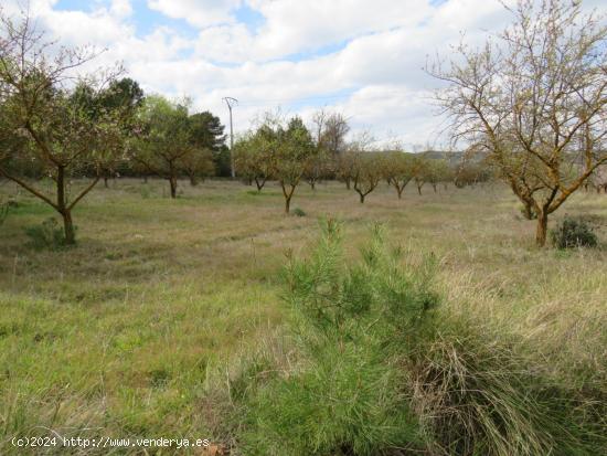  CONJUNTO DE PARCELAS A LA VENTA EN BOCAIRENT - VALENCIA 