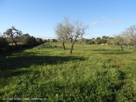 Muy buen terreno en zona muy agradable y con posibilidades de hacer la casa de sus sueños - BALEARE