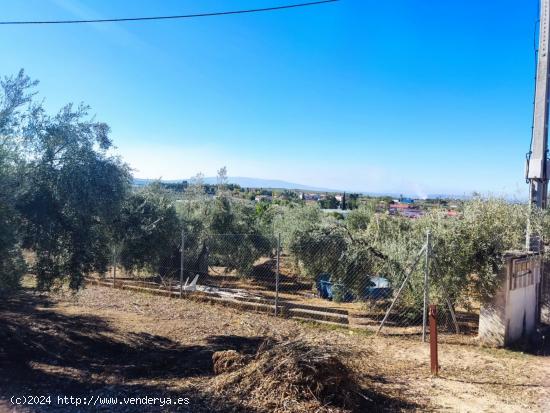 Parcela con olivos y nave - CORDOBA