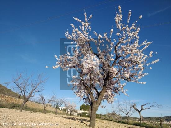 Parcela Hondón de las Nieves de 10.802 mts útiles. - ALICANTE