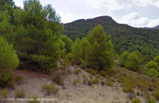 VENTA FINCA EN EL PUNTARRON - MURCIA