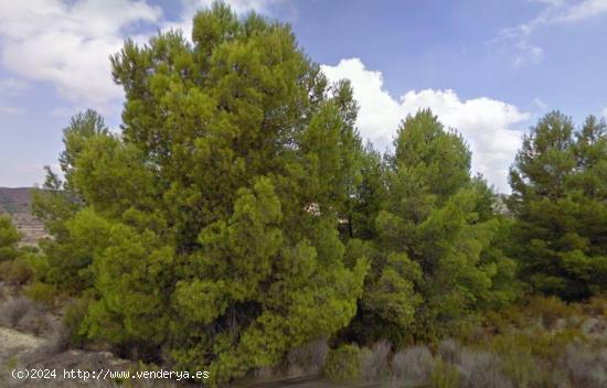 VENTA FINCA EN EL PUNTARRON - MURCIA