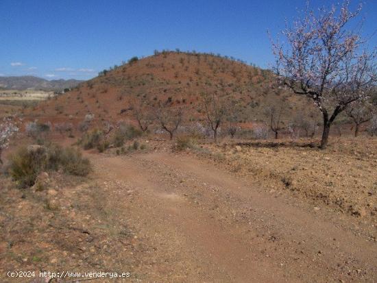 FINCA RÚSTICA EN ORTILLO - MURCIA