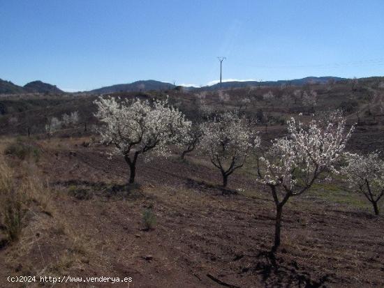 FINCA RÚSTICA EN ORTILLO - MURCIA