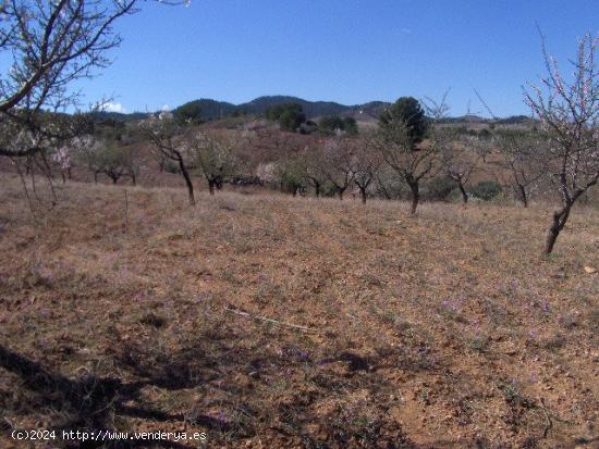 FINCA RÚSTICA EN ORTILLO - MURCIA