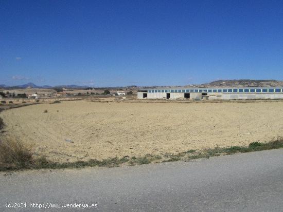  FINCA RÚSTICA EN DIPUTACIÓN DE RÍO - MURCIA 