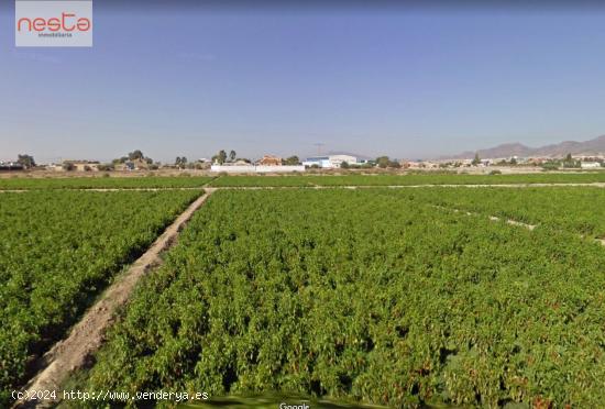 PARCELA EN LA HOYA CON 8.000 m2 - MURCIA