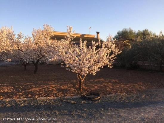 PRECIOSO CHALET CON ALMENDROS EN PRODUCCIÓN - MURCIA