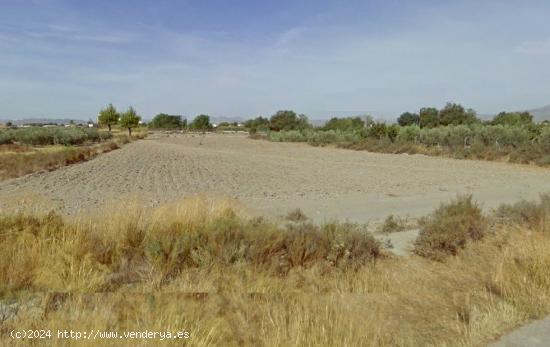 PARCELA PARA PLANTAR - MURCIA