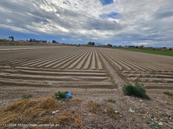 parcela rústica  de 13.000 m2 en Dolores - ALICANTE