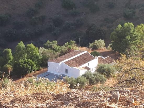 FINCA RUSTICA EN LOS MONTES DE MALAGA CON CASA PROPIA LEGALIZADA - MALAGA