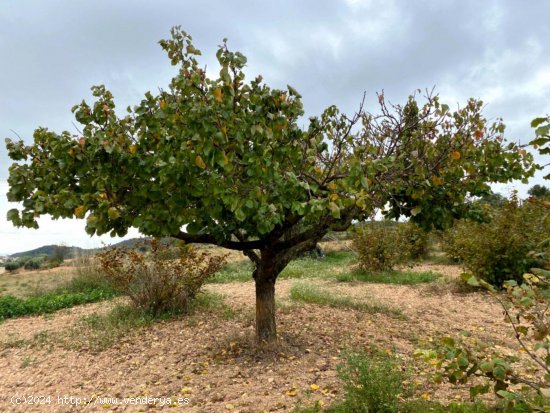 Suelo rústico en venta  en Bonastre - Tarragona