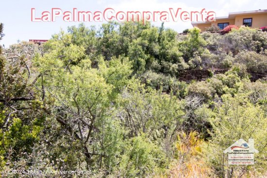 Suelo rústico en Venta en Puntagorda Santa Cruz de Tenerife