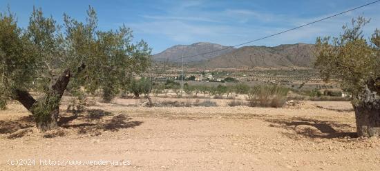 Casa cueva con terreno en Barbarroja - ALICANTE