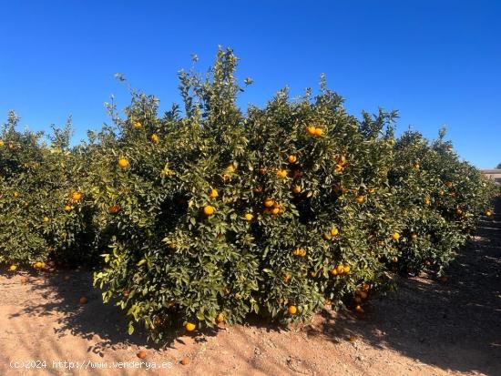  FINCA RUSTICA EN LLIRIA DE NARANJOS - VALENCIA 