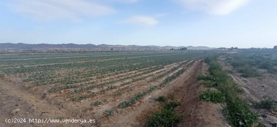 Terreno de regadío, LOS ABADES - MURCIA