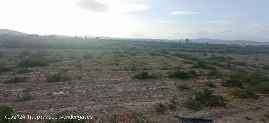 Terreno de regadío, LOS ABADES - MURCIA