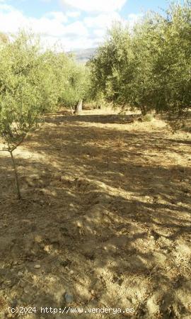  FINCA RUSTICA EN CHERIN - ALMERIA 