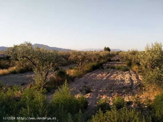 Parcela con licencia y proyecto en el Esparragal de Puerto Lumbreras - MURCIA