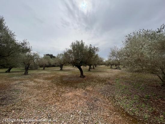  FINCA RÚSTICA CON PLANTADA DE OLIVOS. - TARRAGONA 