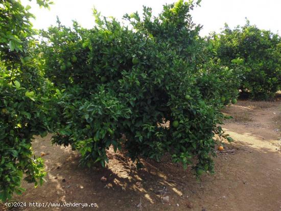 Suelo agrícola con plantación de naranjos, variedad navelina. - VALENCIA