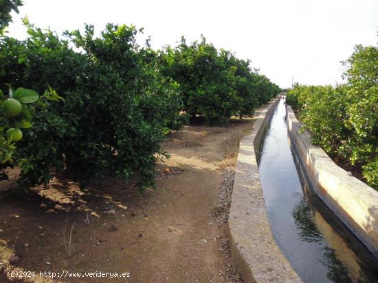 Suelo agrícola con plantación de naranjos, variedad navelina. - VALENCIA