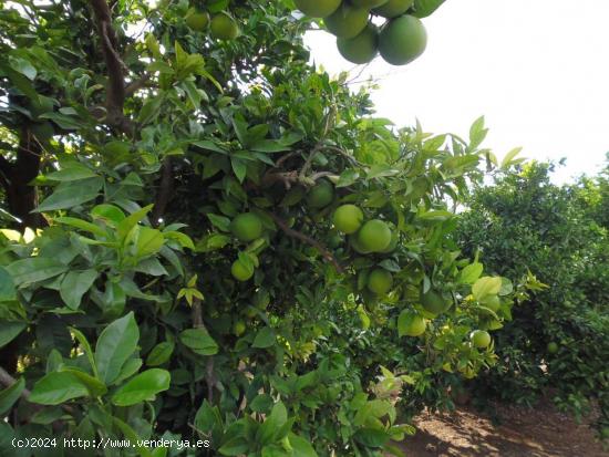 Suelo agrícola con plantación de naranjos, variedad navelina. - VALENCIA