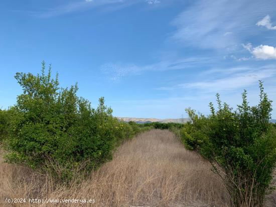 Venta de Finca Rústica en Partida Foyes Manuel - VALENCIA