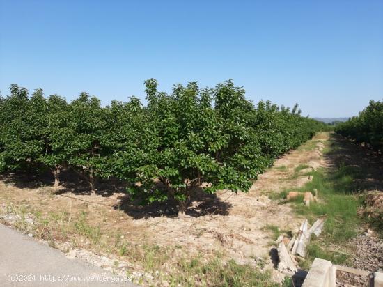 Dos campos en Pda. del Bou - VALENCIA