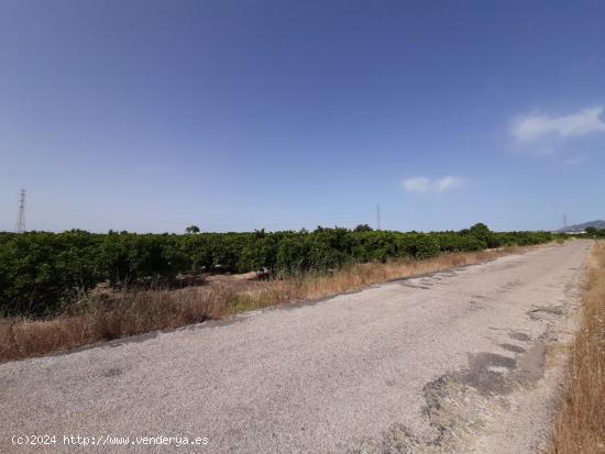  Campo cultivado de naranjos. - VALENCIA 