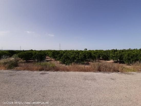 Campo cultivado de naranjos. - VALENCIA