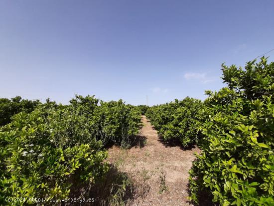 Campo cultivado de naranjos. - VALENCIA