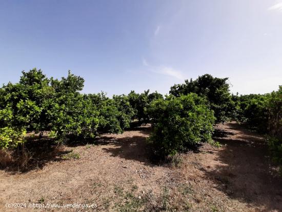 Campo cultivado de naranjos. - VALENCIA