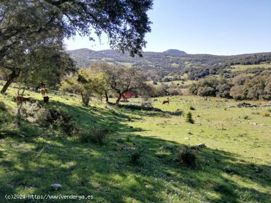  VENTA FINCA RÚSTICA CORTES DE LA FRA. - MALAGA 