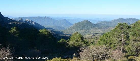  VENTA PARCELA ALREDEDORES DE EL BOSQUE - CADIZ 