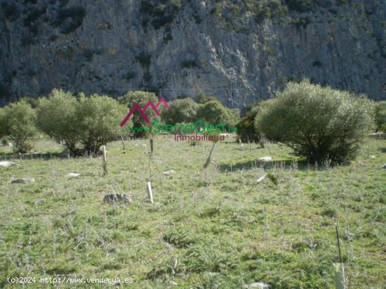 VENTA TERRENO RURAL UBRIQUE - CADIZ