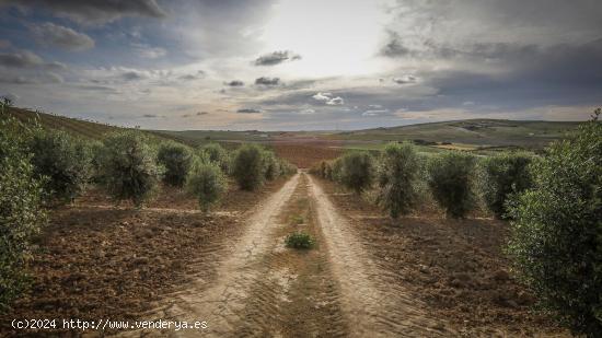  VENTA PARCELA ALREDEDORES JEREZ DE LA FRA. - CADIZ 