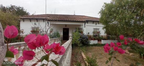 VENTA PARCELA CON CASA Y PISCINA. PRADO DEL REY - CADIZ