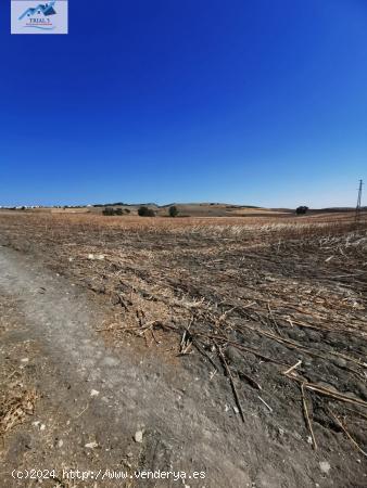 VENTA PARCELA EN EL CORONIL - SEVILLA - SEVILLA