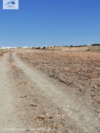 VENTA PARCELA EN EL CORONIL - SEVILLA - SEVILLA