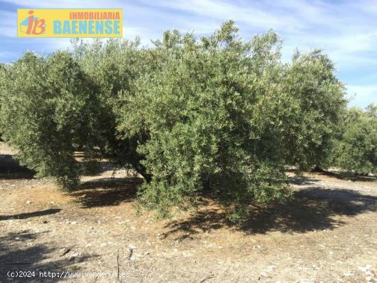  Estupenda finca de olivar marteño - JAEN 