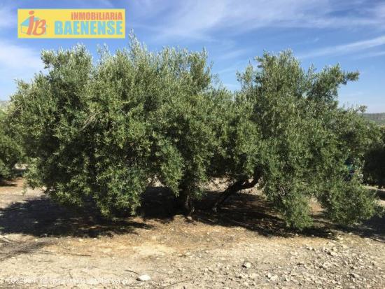 Estupenda finca de olivar marteño - JAEN