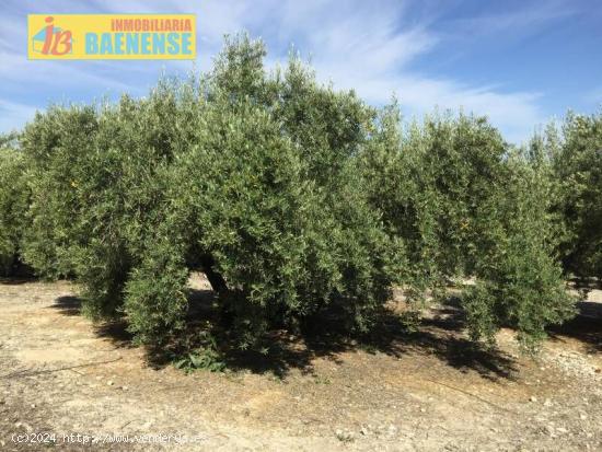 Estupenda finca de olivar marteño - JAEN