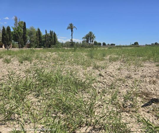 AMPLIO TERRENO EN DAIMÉS - ALICANTE