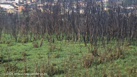 SE VENDE FINCA EDIFICABLE EN CABAÑAS RARAS - LEON