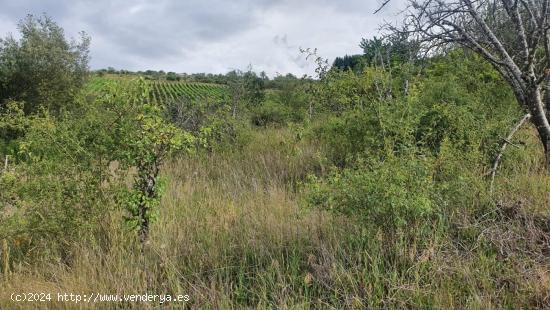 FINCA DE FIN DE SEMANA MUY ECONÓMICA EN SAN LORENZO - PONFERRADA (LEÓN) - LEON