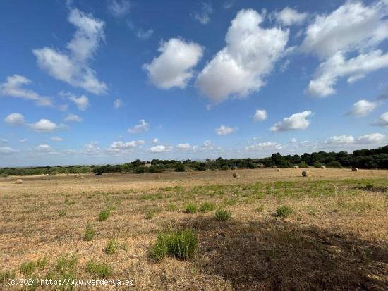  SE VENDE TERRENO RUSTICO EDIFICABLE EN LA ZONA DE CAMPOS/SANTANYÍ - BALEARES 