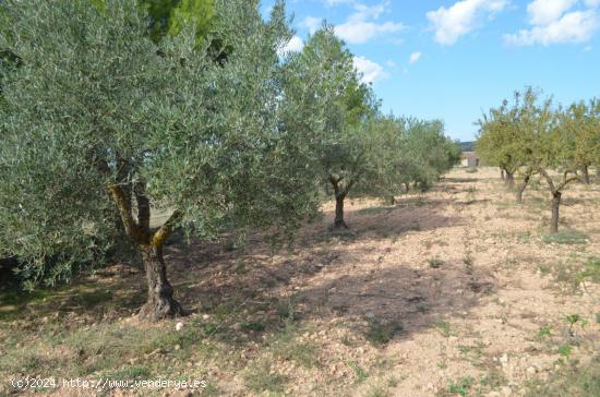 TERRENO A 8KM DE LA POBLACIÓN - ALBACETE